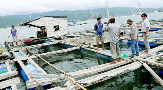 A floating fish farm in Vinh Tan Commune. (Photo: SGGP)