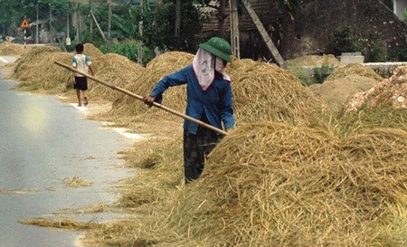 Rice straw drying in Dien Lam Commune, central Nghe An Province's Dien Chau District. Rice straw will be exported to Japan as animal feed. — VNA/VNS Photo Lan Xuan