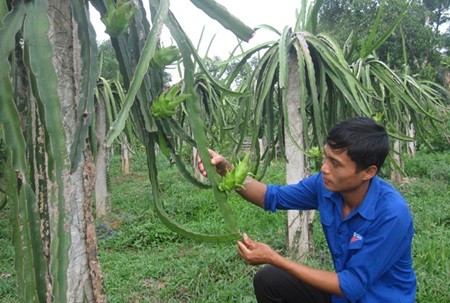 Nguyen Tien Dung takes care for his dragon fruit in central Ha Tinh Province. — Photo Le Van Vy