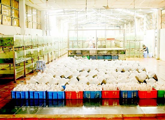 Packaging division at Saigon Aquarium Company in Cu Chi, HCMC (Photo: SGGP)