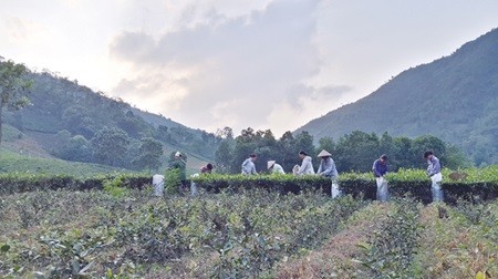 Reading the tea leaves: Farmers work on a tea field in Tan Cuong Commune, Hoang Binh District of Thai Nguyen Province. A festival showcasing local tea culture will kick off today. — VNS Photo Thai Ha