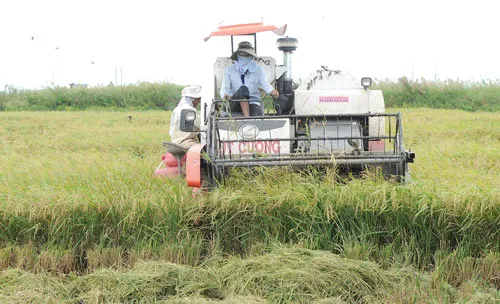 Tạo lực đẩy để có cánh đồng lớn