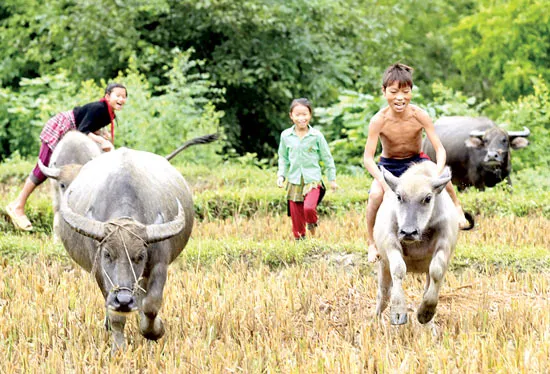 Nơi rẻo cao Hà Giang ảnh 5