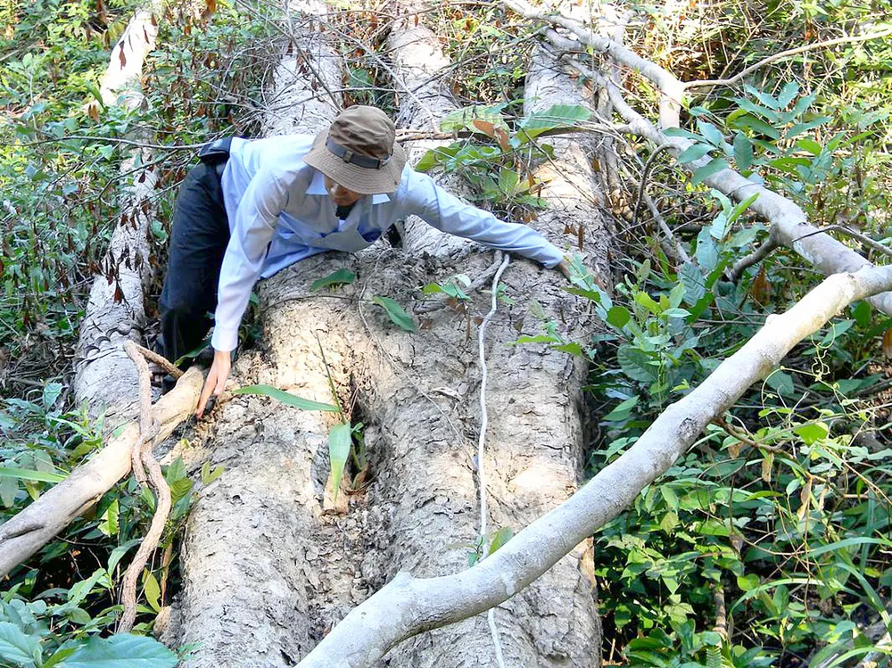 Bình Thuận:  Rừng bị tàn phá, cán bộ “đá” trách nhiệm
