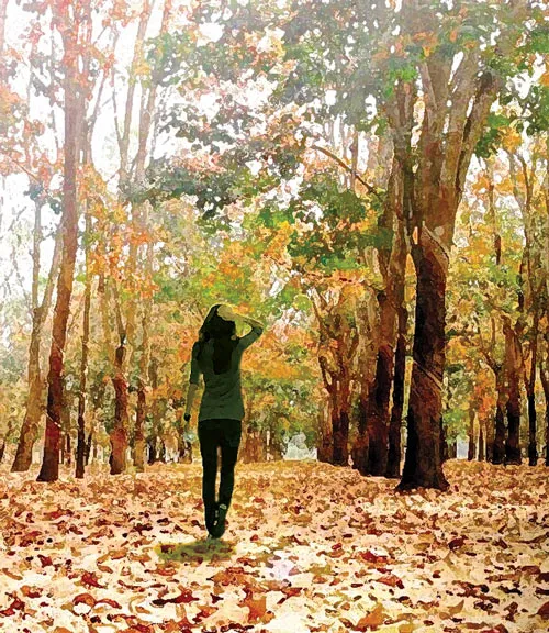 Rừng cao su thay lá