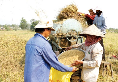 Rice harvest in the Mekong Delta (Photo: SGGP)