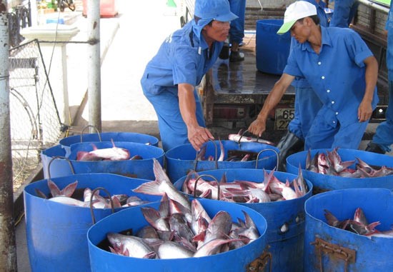 Tra fish production is one of the most earners in the Mekong Delta. However the industry has faced difficulties because of lacking connectivity (Photo: SGGP)