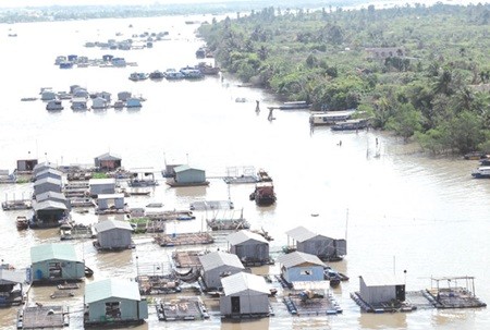 Floating cages breed fish on the Tien River in Thoi Son Island in Chau Thanh District of southern Tien Giang Province. Existing dams on the lower downstream of the Mekong have caused a 50 percent reduction in fish stocks in Viet Nam and Cambodia, a loss that directly impacts food security, livelihoods and the social welfare of people living along the river in those two countries. — VNA/VNS Photo Hoang Hai