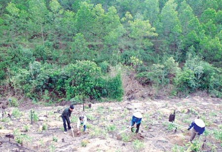 Residents plant trees in Son Duong Commune, Quang Ninh Province. The NASC voted yesterday that valuable wood should not be subject to a resource tax decrease for fears it might unintentionally trigger worsening deforestation. (Photo: VNA/VNS)