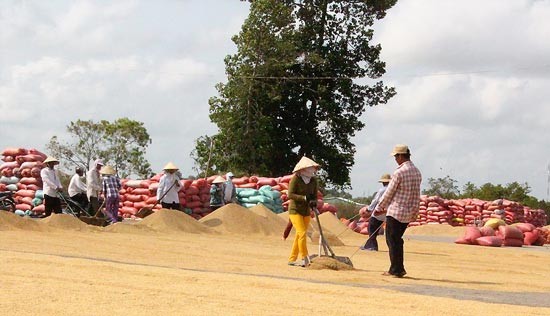 Farmers dry rice in the Mekong Delta (Photo: SGGP)