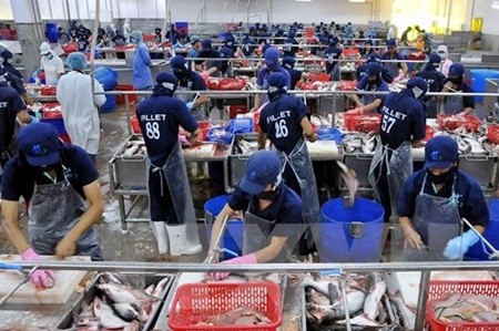 Catfish is processed at Hung Ca Company in Cao Lanh City of Dong Thap Province. Viet Nam's fish exports will face strict inspections by the USDA. — VNA/VNS