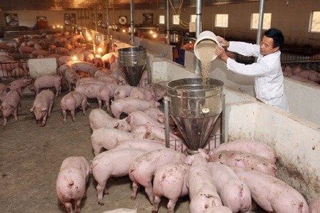 A pig raising farm in central Ha Tinh Province's Huong Khe District. — VNA/VNS Photo Dinh Hue