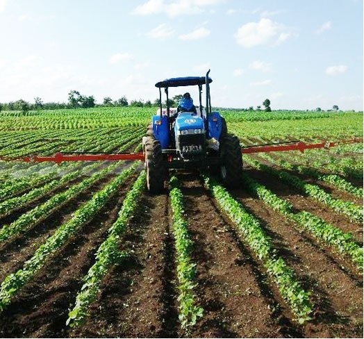 A soybean field in Cu Jut District in Dak Nong Province. (Photo: SGGP)