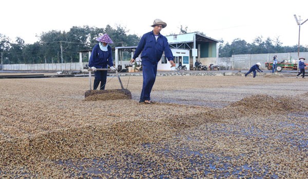 Farmers dry coffee beans in Dak Lak province (Photo: SGGP)
