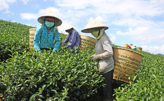 Workers pick tea leaves in Lam Dong province (Photo: SGGP)