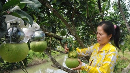 A farmer tends to Tai-Loc grapefruits in Hau Giang Province. (Source :news.zing.vn)