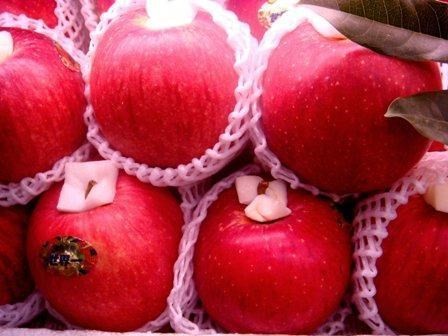 Japanese apples officially re-enter Vietnamese market (Source: sieuthitraicay.vn)