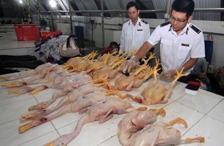 Veterinary staffs inspect at a slaughter house in Hai Duong Province. Authorities will inspect food processing plants, wholesale markets, supermarkets and shopping malls as well as small street vendors to prevent food poisoning during the Tet holiday and festivals. — VNA/VNS Photo Vu Sinh
