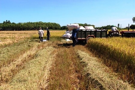 Farmers harvest rice in Long Chu Commune, Chau Thanh District, Tay Ninh Province. Viet Nam's year rice production this year is estimated at about 45.2 million tonnes, 230,000 tonnes higher than the target, despite the adverse weather effects of El Nino.