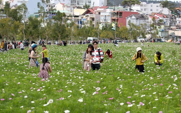 Young couples take photos at flower gardens. (Photo:SGGP) International tourists visit space of flowers in Da Lat city. (Photo:SGGP)