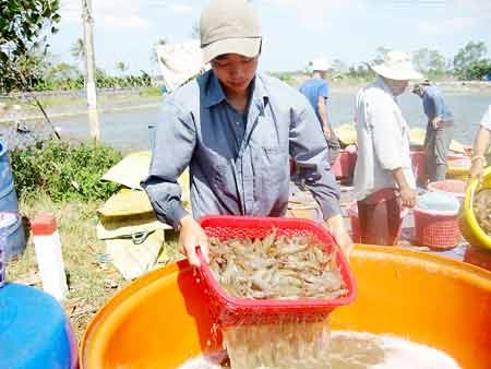 Farmers harvest shrimps in the Mekong Delta. Shrimp breeders and businesses face difficulties in 2015 (Photo: SGGP)
