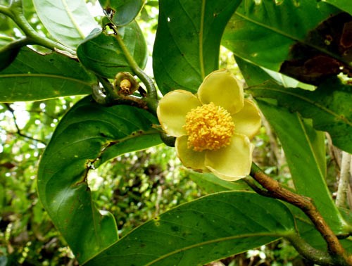 Species of plant are persevered here.