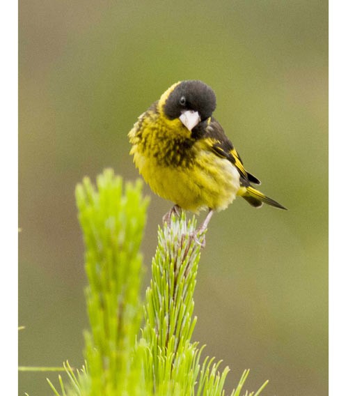 The yellow-cheeked sparrow