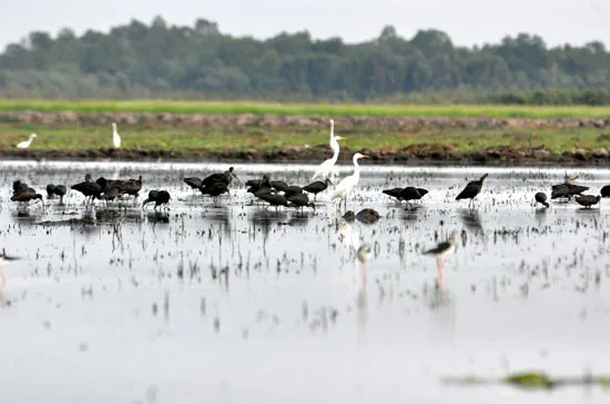 Tâm điểm Đồng Tháp Mười