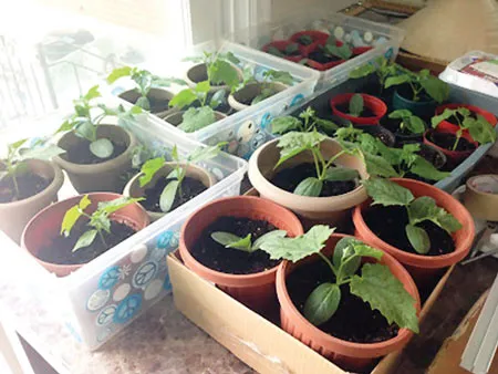 Vườn rau xứ người