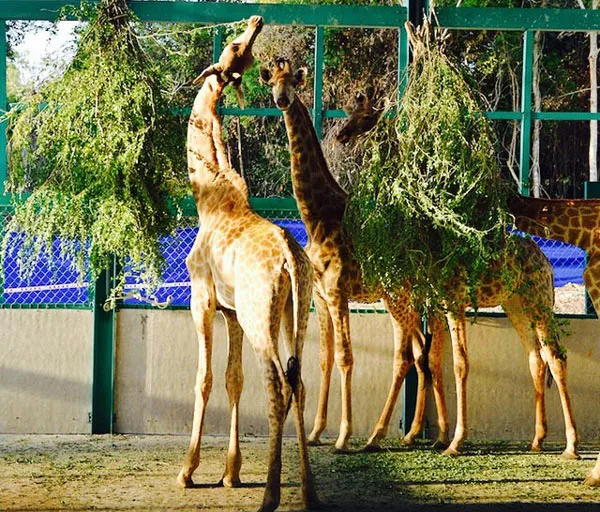 Vinpearl Safari Phú Quốc chính thức mở cửa