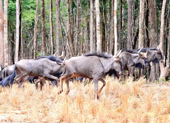 Vinpearl Safari Phú Quốc - Vườn thú bán hoang dã đầu tiên tại Việt Nam mở cửa