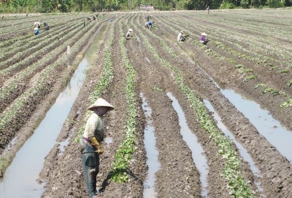 Farmers in the Mekong Delta provinces grow various kinds of sweet potatoes in order not to depend on China market. (Photo: SGGP)