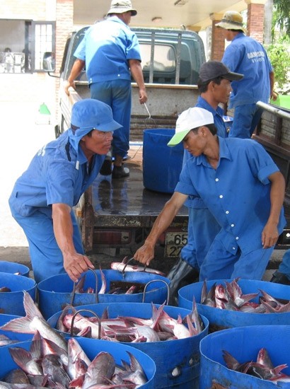 Tra fish harvest in Can Tho city (Photo: SGGP)