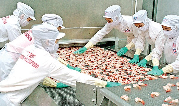 Shrimp exports hoped to recover in 2016 after last year crisis (Photo: SGGP)