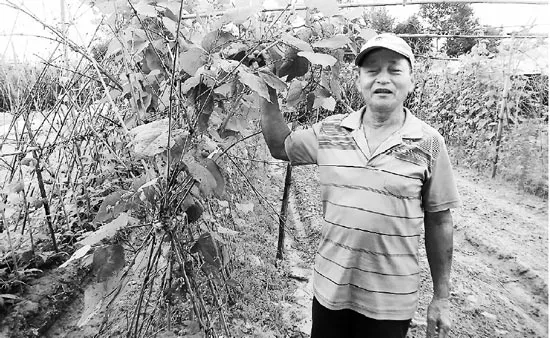 Vườn rau du lịch