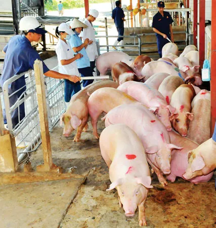 Quy trình chăn nuôi, giết mổ heo đạt chuẩn VietGAP