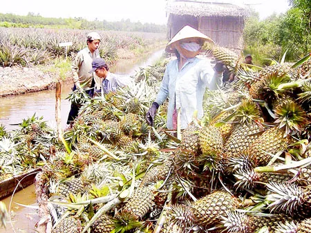 Tạo vị thế để trái cây “hướng ngoại”
