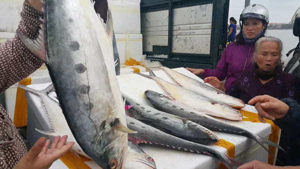 Ngư dân Bình Định trúng hơn 200 tấn cá đặc sản bẹ xước