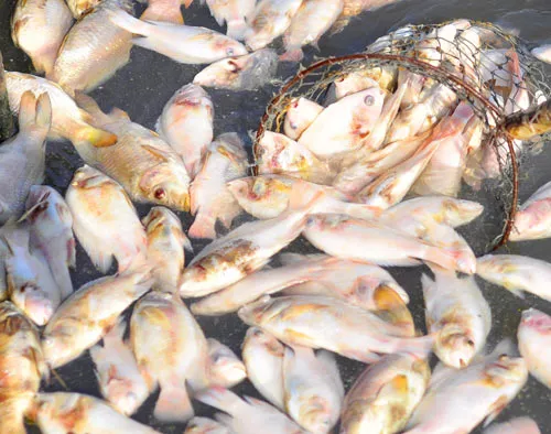 Đồng Nai: Cá chết hàng loạt do hàm lượng oxy hòa tan trong nước quá thấp