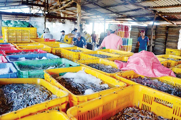 Biển bạc Kê Gà ảnh 5