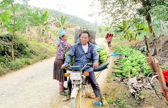 Chuối rớt giá, ế ẩm