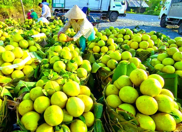 Tràn ngập nông sản ngoại