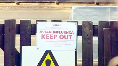Cúm gia cầm bùng phát tại nhiều nước