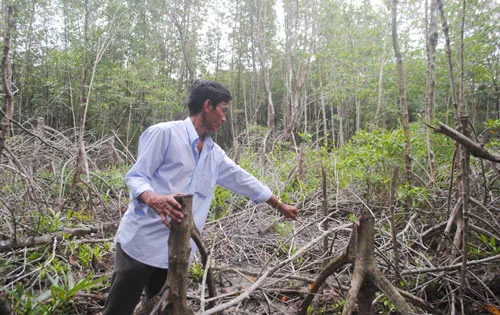 Tái diễn nạn chặt phá rừng Cà Mau
