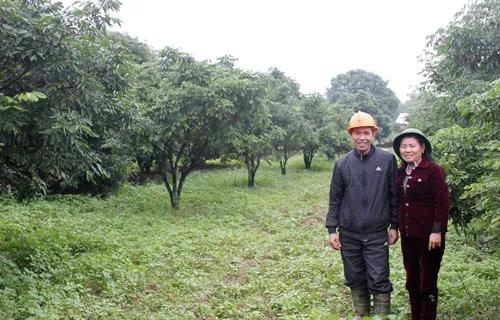 Cựu chiến binh làm giàu từ kinh tế vườn