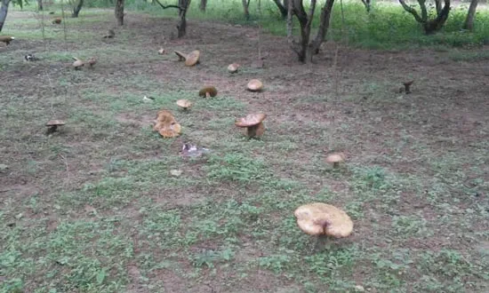 Huế: Xuất hiện nhiều cây nấm to lớn khác thường