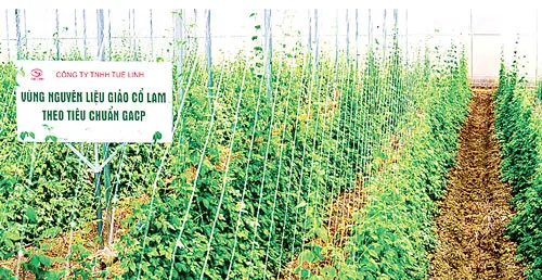 Trà Giảo cổ lam - Món quà Tết cho ước vọng sức khỏe