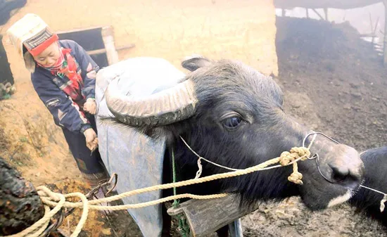 Lạnh giá kỷ lục trong 30 năm: Cấp tập phòng chống thiệt hại