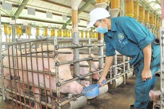 Khẩn trương chuẩn bị hàng tết ảnh 5