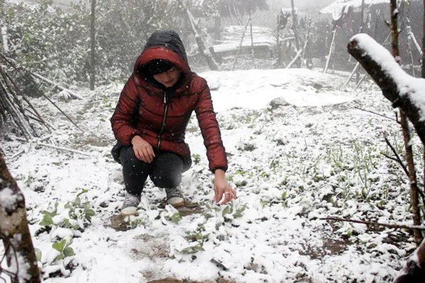 Đã có trâu bò, hoa màu chết vì rét đậm rét hại, băng giá ảnh 7
